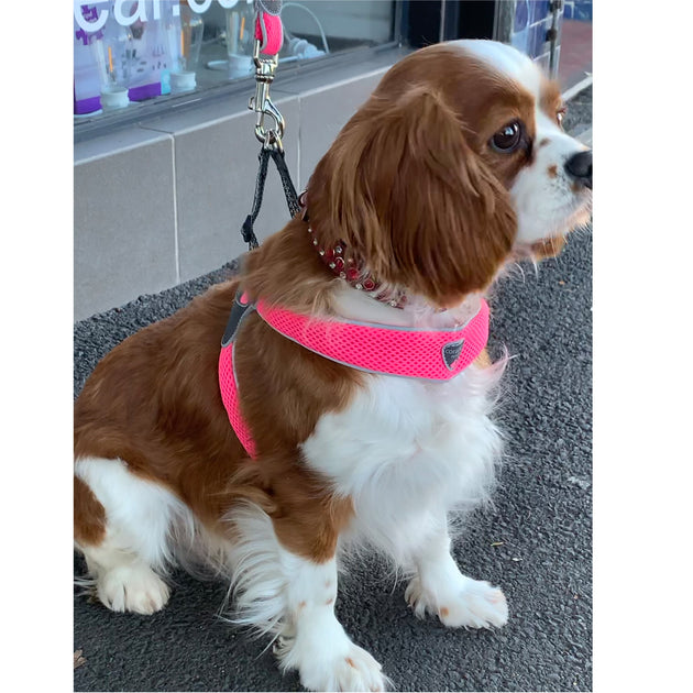 Harness for outlet king charles cavalier